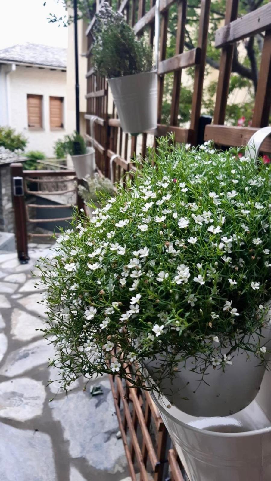 Andromeda Pelion * Portaria (Magnesia)